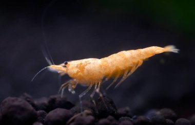 neocaridina davidi beyaz arkaplanın önünde