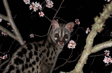 Siyah arkaplan önünde ortak genet