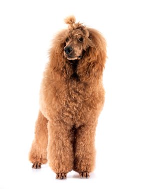 Beyaz arka plan önünde standart kaniş