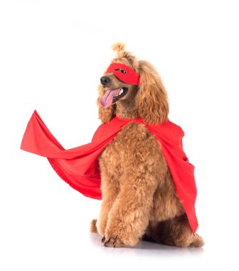 Beyaz arka plan önünde standart kaniş