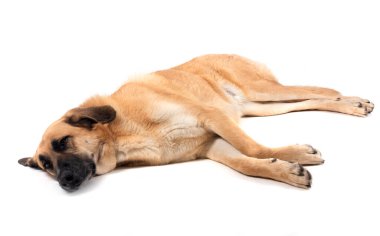 Beyaz arkaplan önünde İspanyol Mastiff