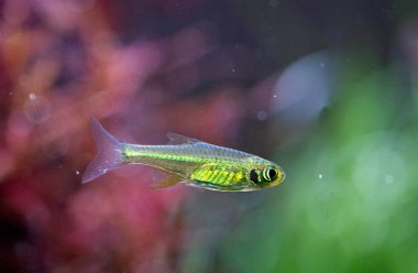 Mikro devario kubotai yerleştirilmiş tankın önünde