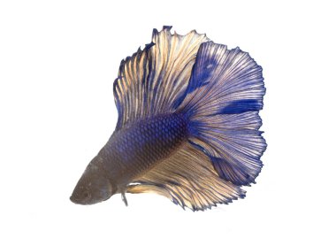 Beyaz arka plan önünde Siyam mücadele balık