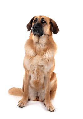 Beyaz arkaplan önünde İspanyol Mastiff