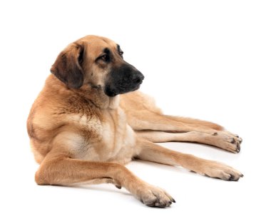 Beyaz arkaplan önünde İspanyol Mastiff