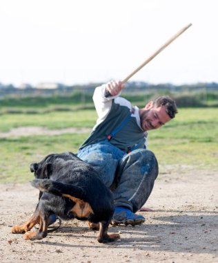 Genç Rottweiler doğada güvenlik eğitimi alıyor.