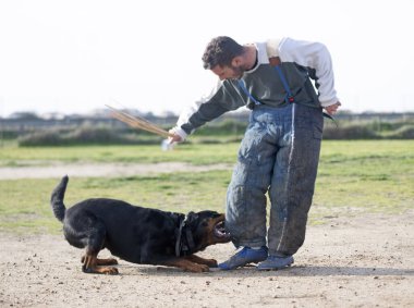 Genç Rottweiler doğada güvenlik eğitimi alıyor.