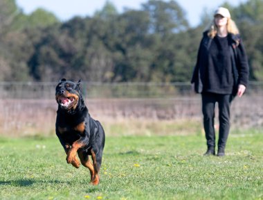 Bir Rottweiler ile itaat disiplini için köpek eğitimi.