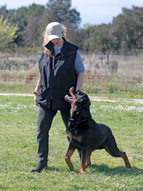 Bir Rottweiler ile itaat disiplini için köpek eğitimi.