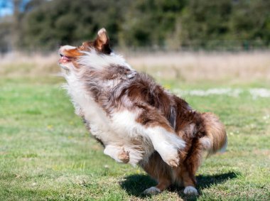 Avustralyalı bir çobanla itaat disiplini için köpek eğitimi