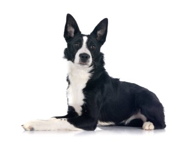 Beyaz arka plan önünde köpek yavrusu kenar kömür ocağı