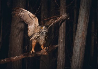 Avrasya kartal baykuşu doğanın önünde
