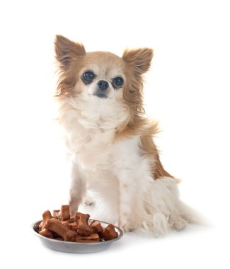 Beyaz arka planda küçük bir chihuahua