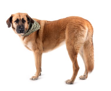 Beyaz arkaplan önünde İspanyol Mastiff