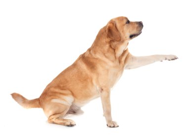 Beyaz arkaplan önünde yetişkin labrador retriever