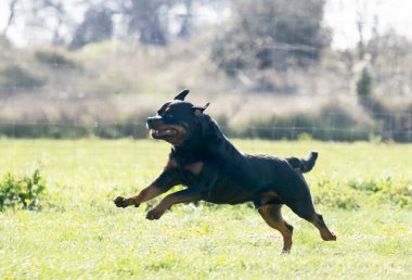 Bir Rottweiler ile itaat disiplini için köpek eğitimi.