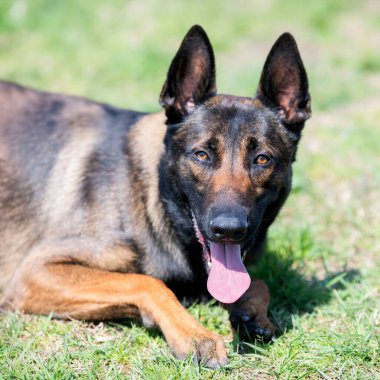 Malinois doğada itaat disiplini eğitimi alıyor.