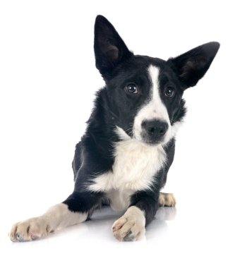Beyaz arka plan önünde köpek yavrusu kenar kömür ocağı