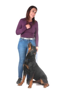 Beyaz arkaplan önünde safkan rottweiler