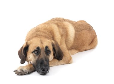 Beyaz arkaplan önünde İspanyol Mastiff