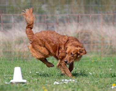 Golden Retriever ile itaat disiplini için köpek eğitimi.