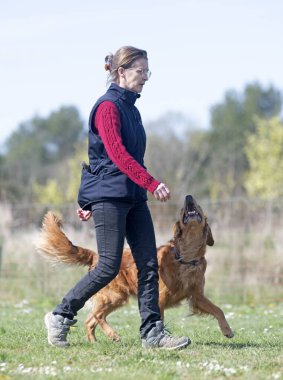 Golden Retriever ile itaat disiplini için köpek eğitimi.