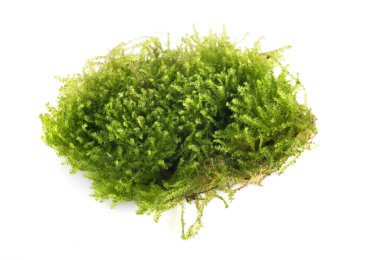 Beyaz arkaplan önünde Vesicularia montagnei