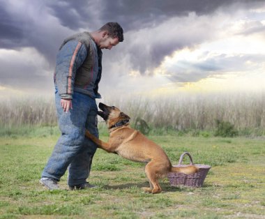 Genç Belçikalı çoban köpeği doğada güvenlik eğitimi alıyor.