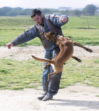Genç Belçikalı çoban köpeği doğada güvenlik eğitimi alıyor.