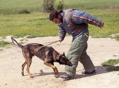 Genç Belçikalı çoban köpeği doğada güvenlik eğitimi alıyor.