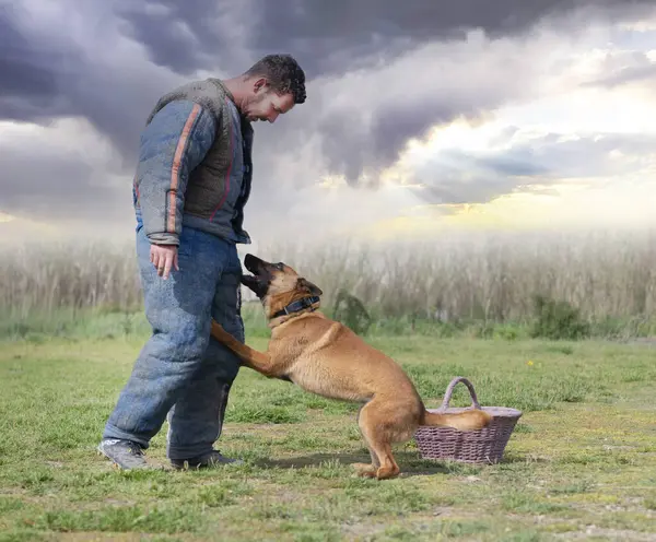 Genç Belçikalı çoban köpeği doğada güvenlik eğitimi alıyor.