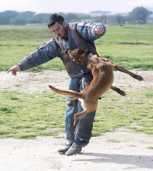 Genç Belçikalı çoban köpeği doğada güvenlik eğitimi alıyor.