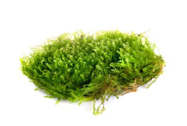 Beyaz arkaplan önünde Vesicularia montagnei
