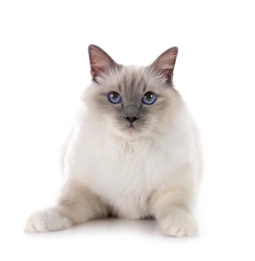 Birman Cat beyaz arkaplanının önünde