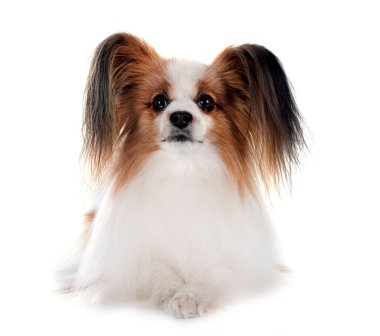 Beyaz arkaplan önünde papillon köpek