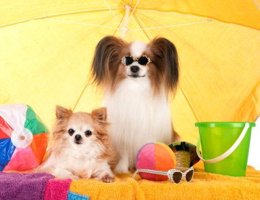 Papillon köpek ve beyaz arka plan önünde chihuahua