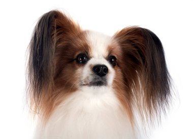 Beyaz arkaplan önünde papillon köpek