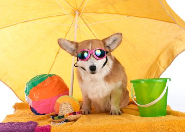 Beyaz arkaplan önünde Pembroke Galsh Corgi