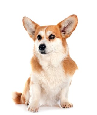 Beyaz arkaplan önünde Pembroke Galsh Corgi
