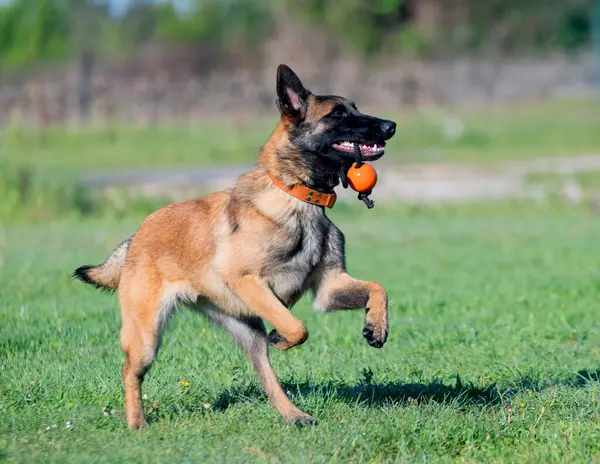 Malinois doğada itaat disiplini eğitimi alıyor.