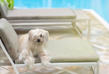 Doğanın önündeki Pyrenean Çoban Köpeği