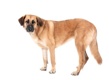 Beyaz arkaplan önünde İspanyol Mastiff