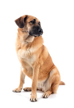 Beyaz arkaplan önünde İspanyol Mastiff