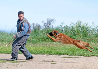Genç Belçikalı çoban köpeği doğada güvenlik eğitimi alıyor.