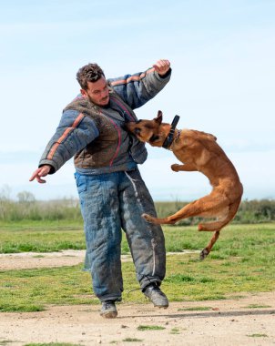 Genç Belçikalı çoban köpeği doğada güvenlik eğitimi alıyor.