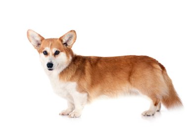 Beyaz arkaplan önünde Pembroke Galsh Corgi