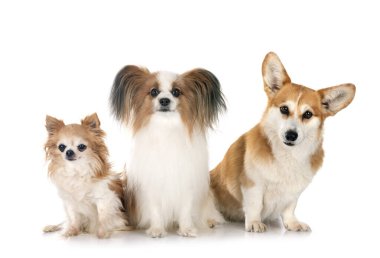 Beyaz arka planda Pembroke Galsh Corgi, papillon köpek ve chihuahua