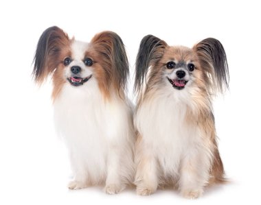 Beyaz arkaplan önünde papillon köpekler