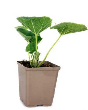 Alcea rosea bitki beyaz arka plan önünde