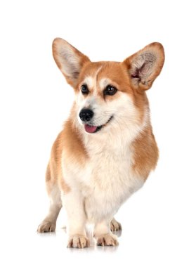 Beyaz arkaplan önünde Pembroke Galsh Corgi